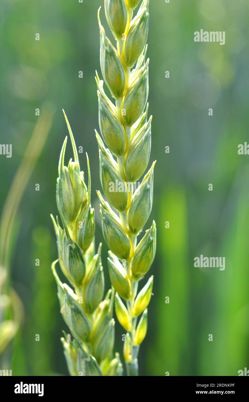 On a farm field close up of spikelets of young green wheat Stock Photo