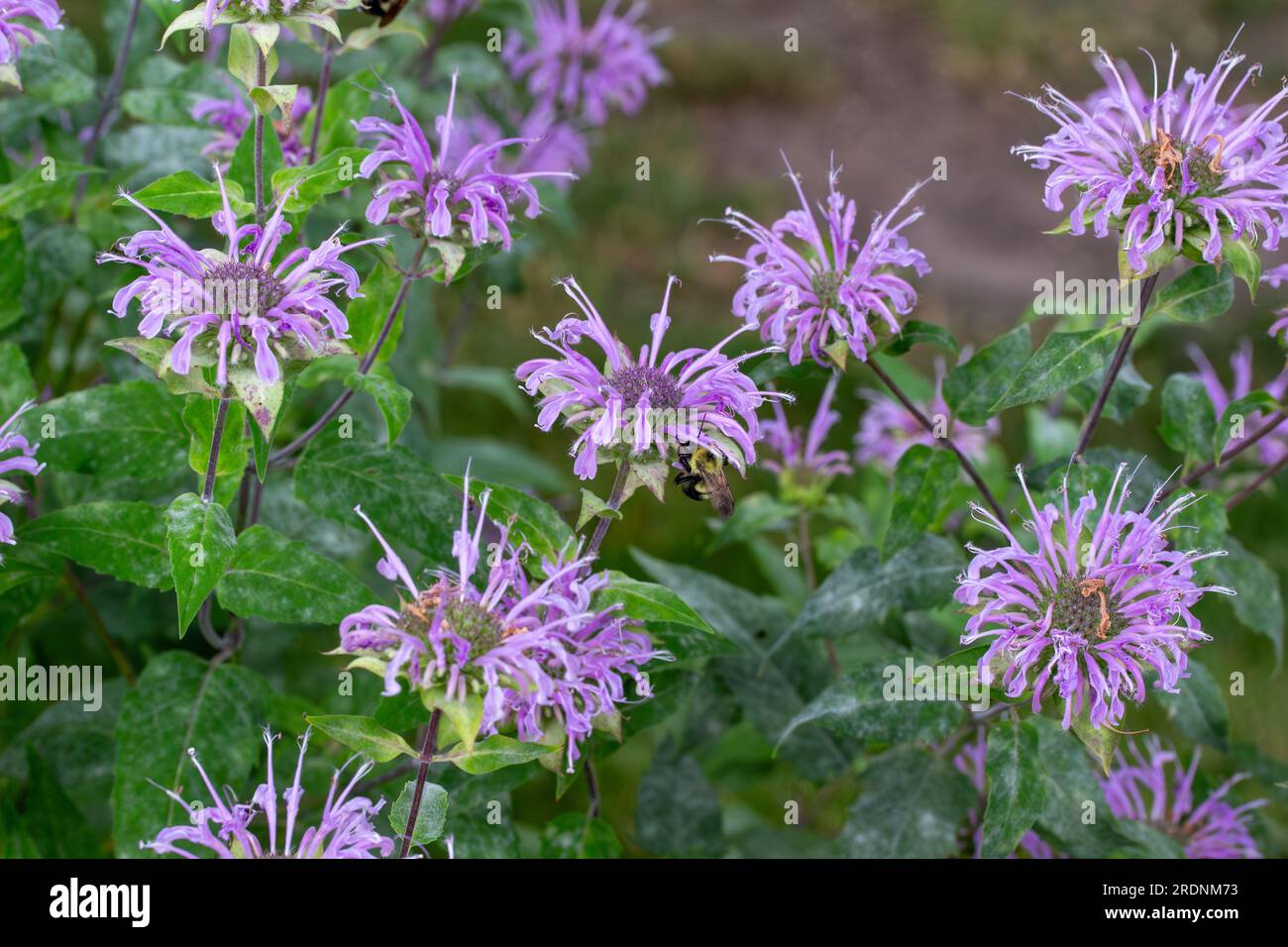 Close up texture background view of purple color wild bergamot (monarda fistulosa) wildflowers, also known as called bee balm Stock Photo