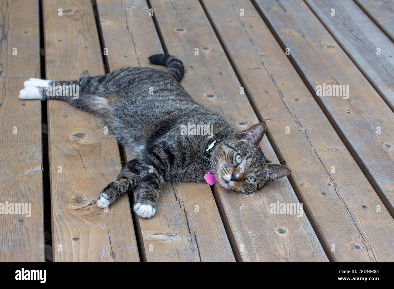 Close up view of a cute gray striped tabby cat with white paws relaxing on a rustic cedar deck Stock Photo