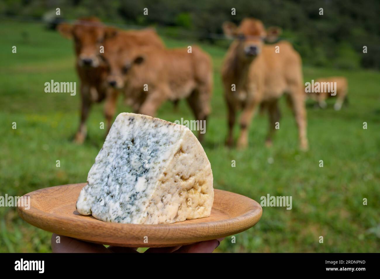 Cabrales, artisan blue cheese made by rural dairy farmers in Asturias, Spain from unpasteurized