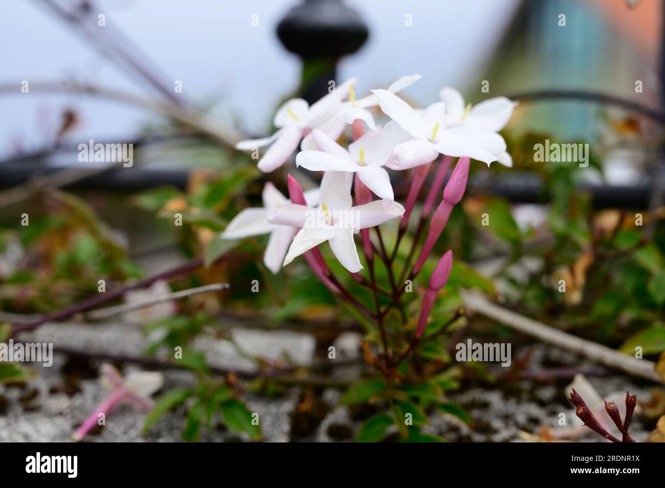 Botanical collection of medicinal and climbing plants, Jasminum