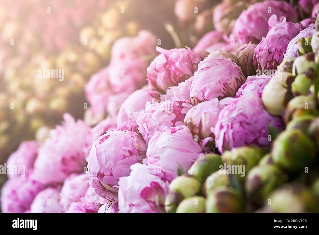 Showcase of flowers, sale of lilac peonies, buds are closed. Stock Photo