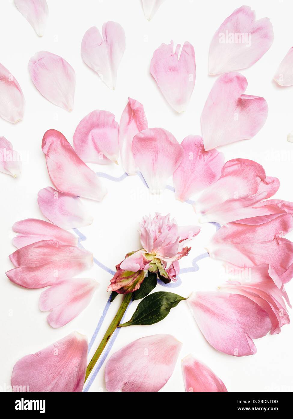 fallen peony petals on a pink background Stock Photo