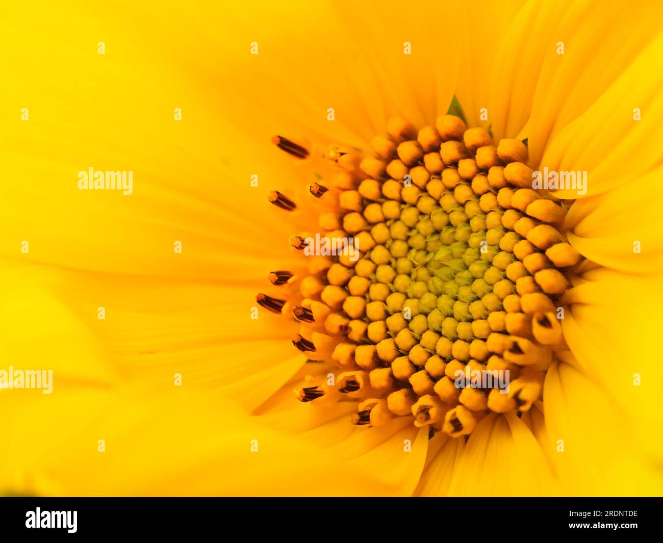 Initial formation hi-res stock photography and images - Alamy