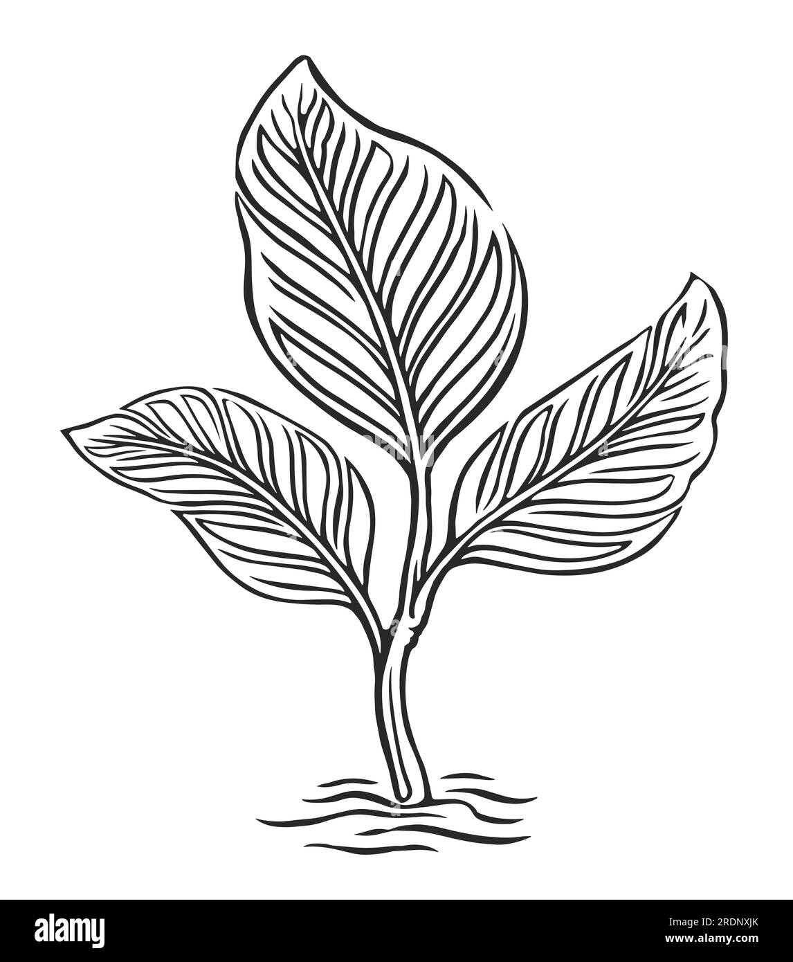 Sprout growing sketch illustration. Plant growth. Seed germination, seedling and planting Stock Photo