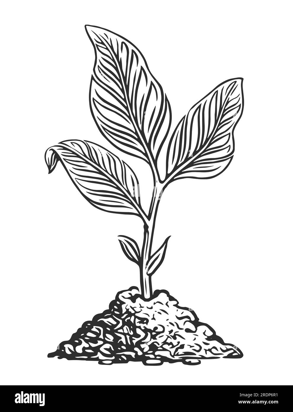 Sprout with leaves growing from the soil. Young plant sketch illustration Stock Photo