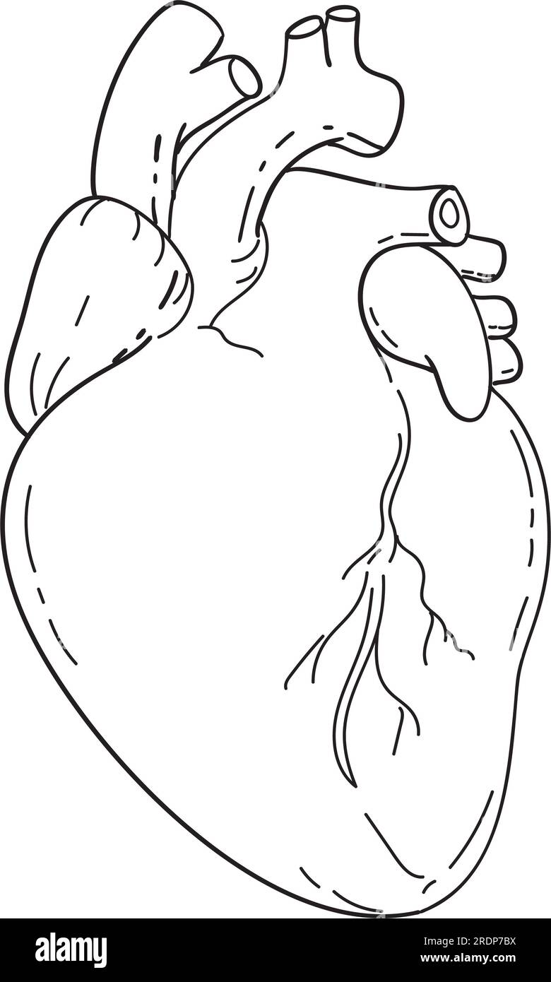Line drawing illustration of human heart anatomy showing the two upper ... Biology Diagrams
