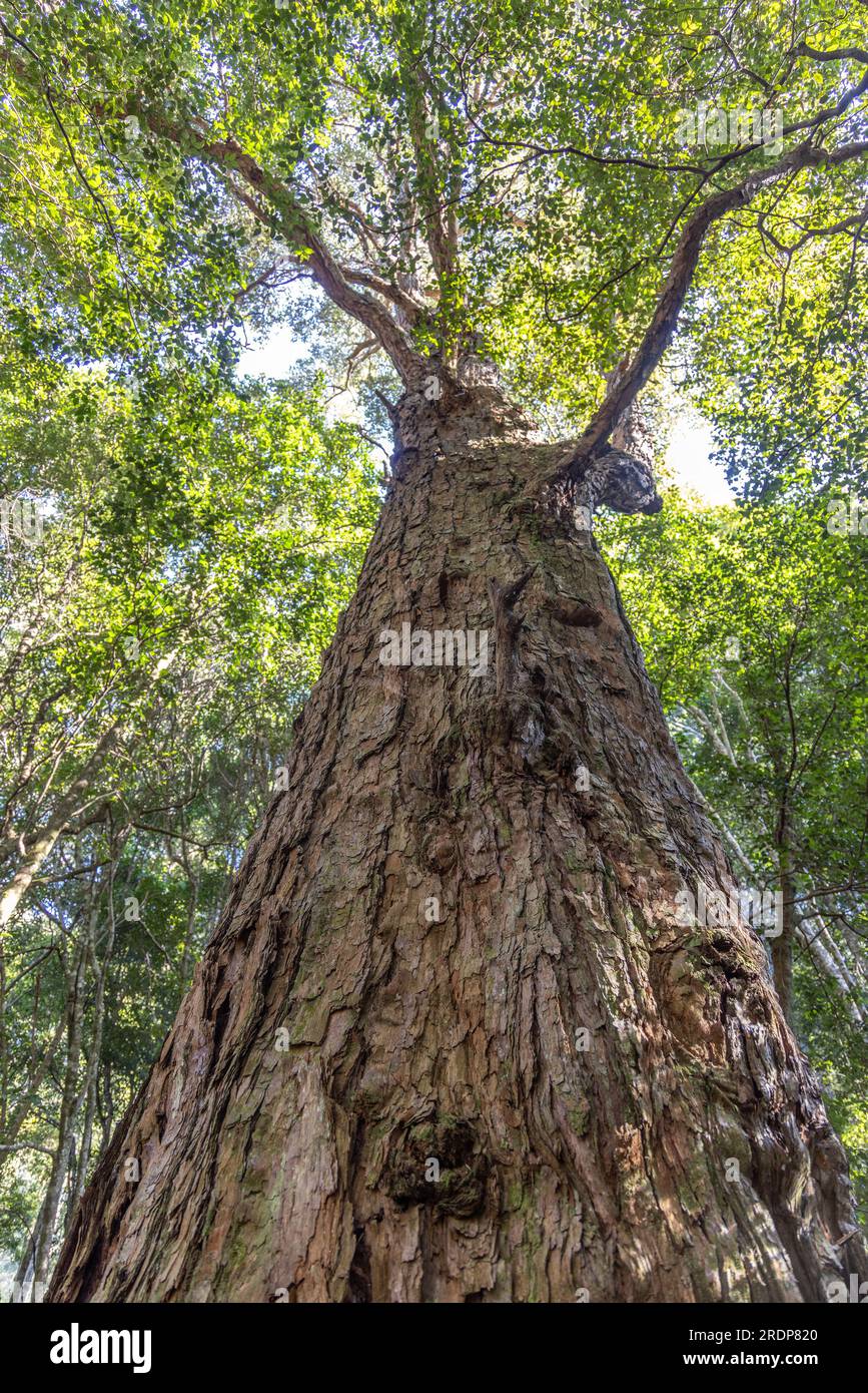 Large Turpentine Tree in the Royal National Park, Sydney Australia Stock Photo