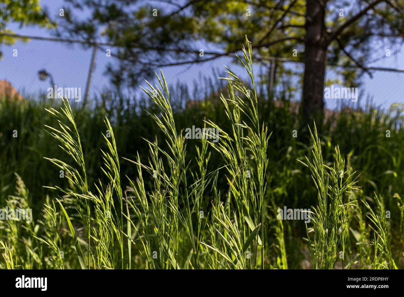 Tall fescue grass (Festuca arundinacea) in a field - blurred dark sky background Stock Photo