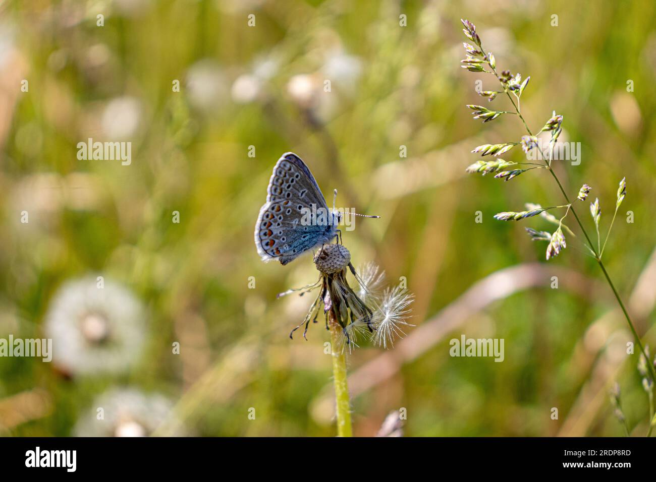 Common Blue butterfly with black spots on wings perched on a dried dandelion flower - facing right - blurred tall grass background Stock Photo