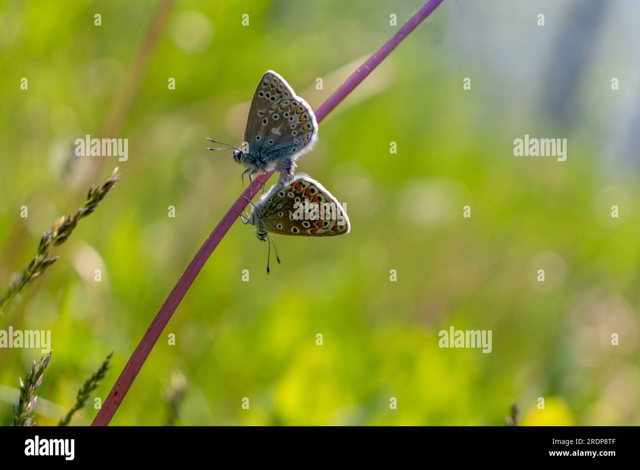 Two Common Blue butterflies mating on a plant stem in a green field