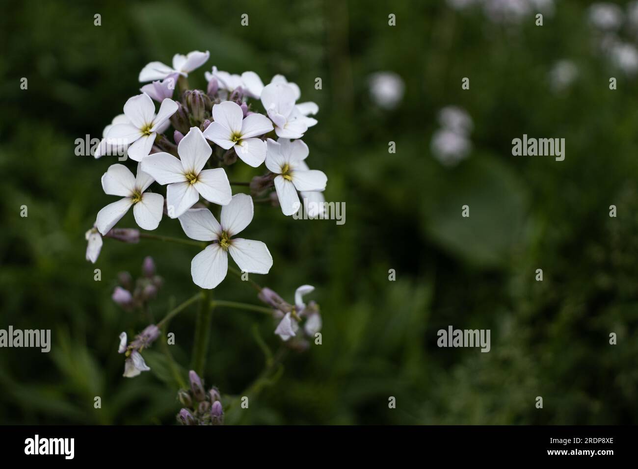 Cluster of white flowers with yellow centers growing on a green plant with small leaves - blurred green garden background Stock Photo