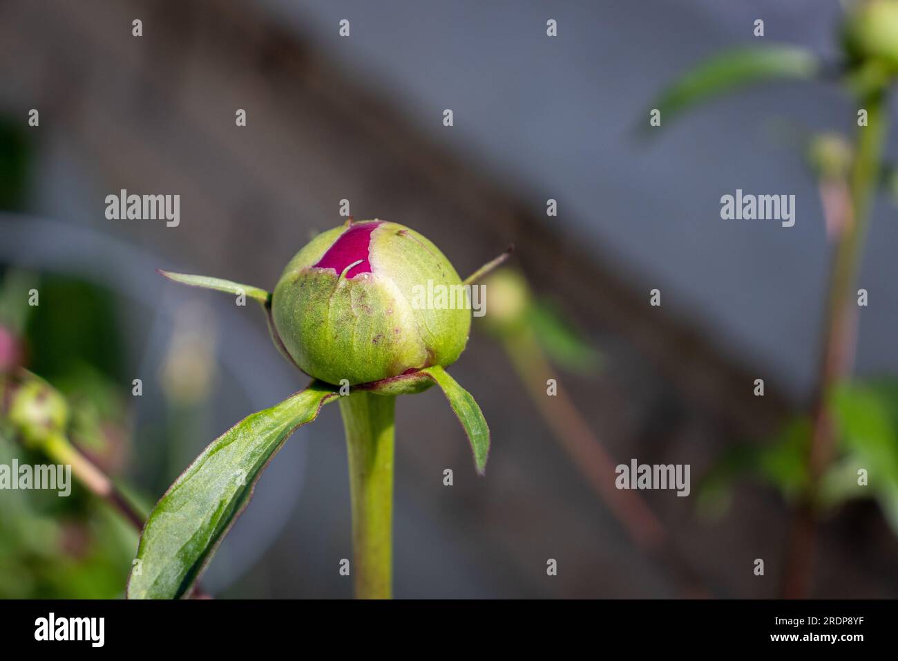 Green and pink peony bud - close up - blurred garden background Stock Photo