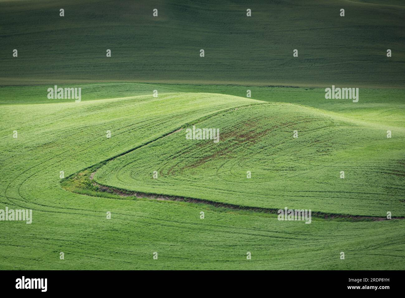 Rolling hills of green wheat in late May, Whitman County, Washington, USA. Stock Photo