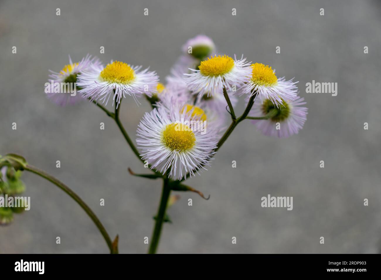 Close up of white and yellow daisy-like flowers on concrete background Stock Photo