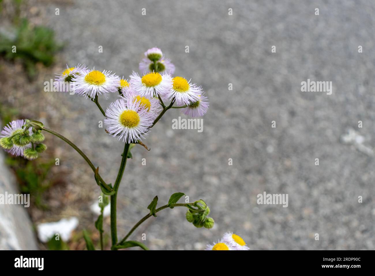 Close-up of white and yellow daisy-like flowers on concrete surface Stock Photo