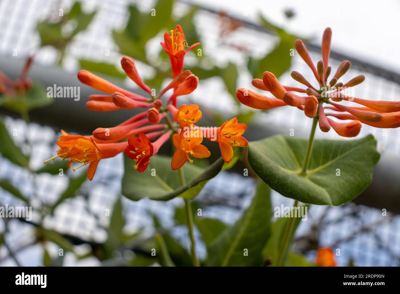 Red tubular flowers with yellow centers hanging from green leafy branch - blurred chain link fence leaf background Stock Photo