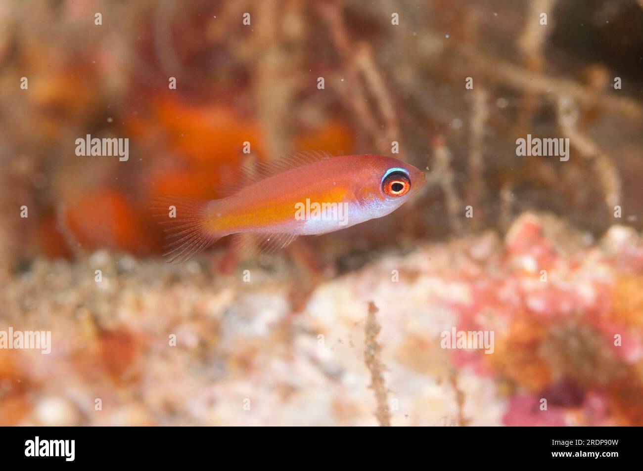 Sharp-eye Pygmygoby, Trimma amaima, Laha dive site, Ambon, Moluccas, Banda Sea,  Indonesia Stock Photo