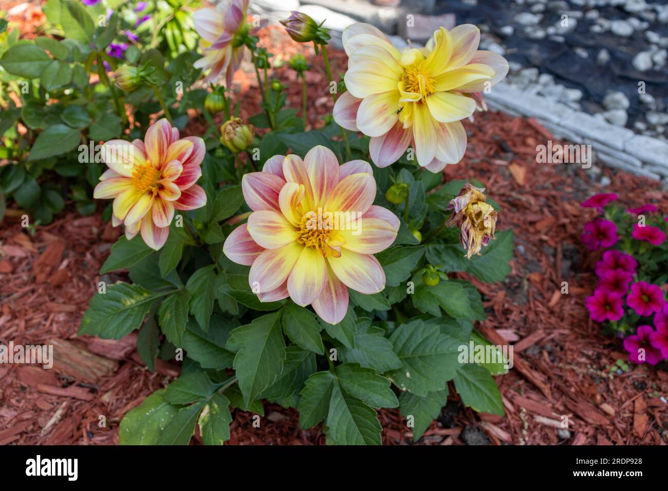 Garden bed of dahlias and other flowers with red mulch blurred background Stock Photo