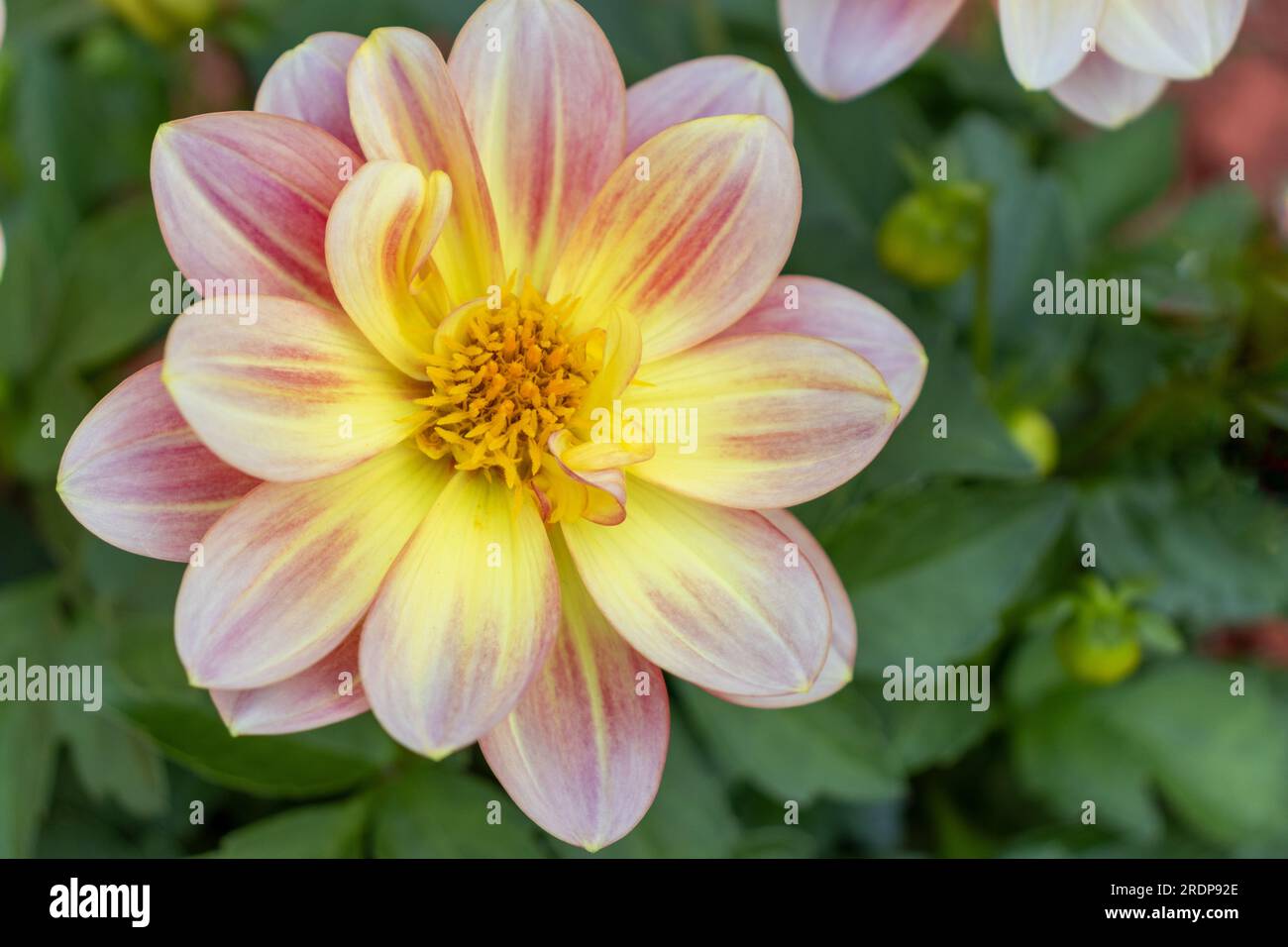 Vibrant yellow and pink dahlia flower with circular petals - close-up view from above with green leaves and flowers in blurred background Stock Photo