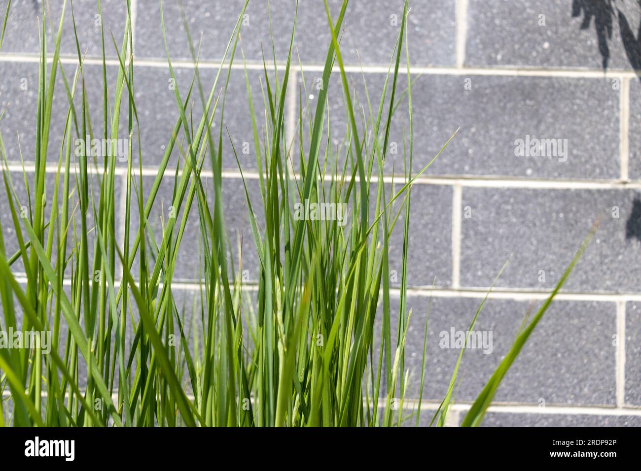 Green grass blades close up - gray brick wall background Stock Photo ...