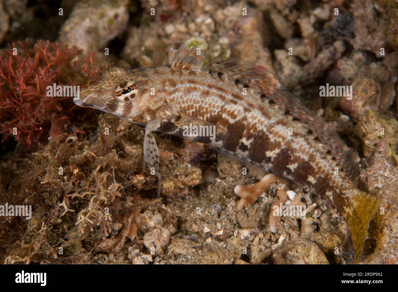Sharpnose Sandperch, Parapercis cylindrica, Twilight Zone dive site, Ambon, Moluccas, Banda Sea, Indonesia Stock Photo