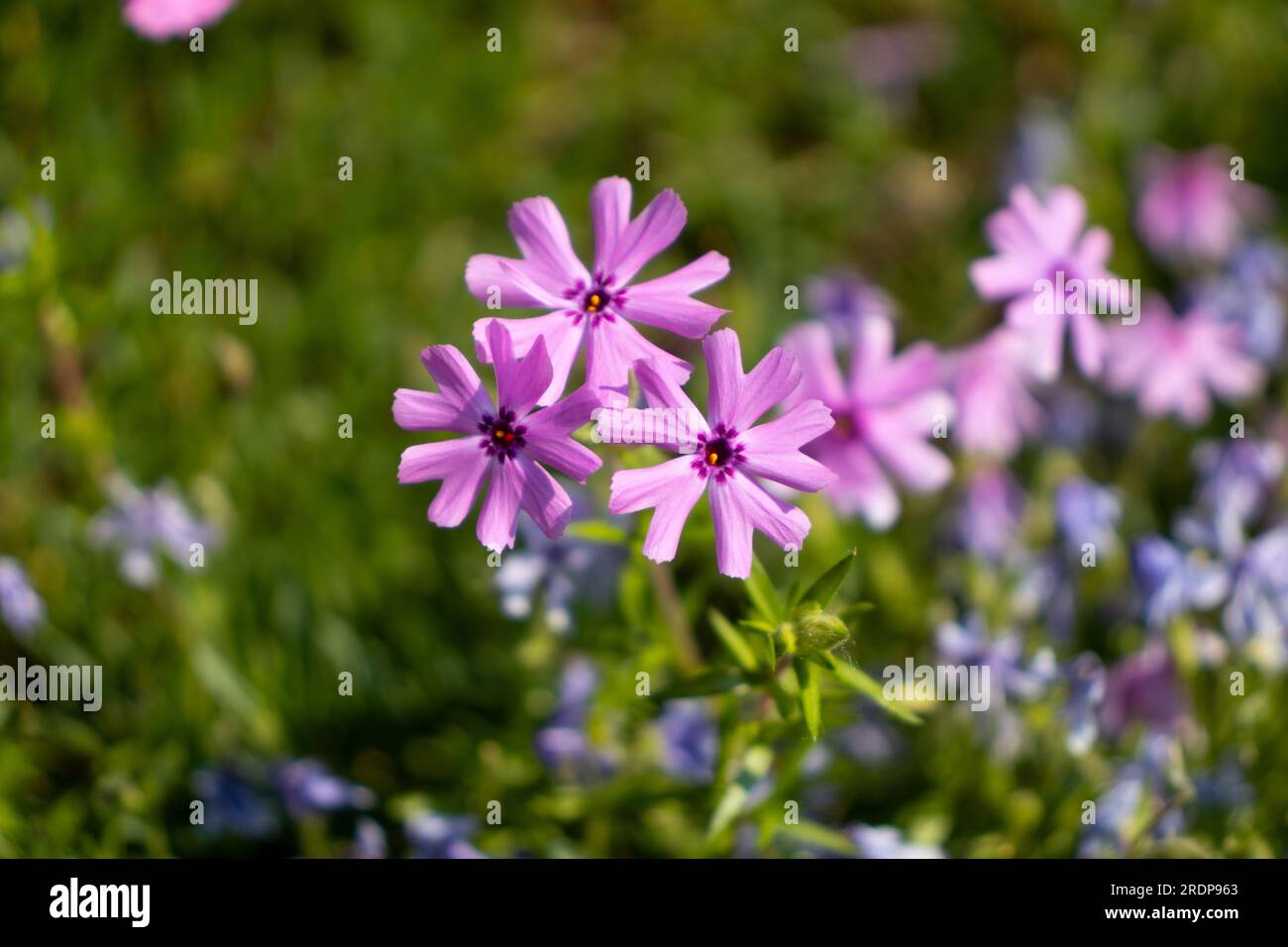 Pink flowers with dark centers in cluster and blurred garden background ...