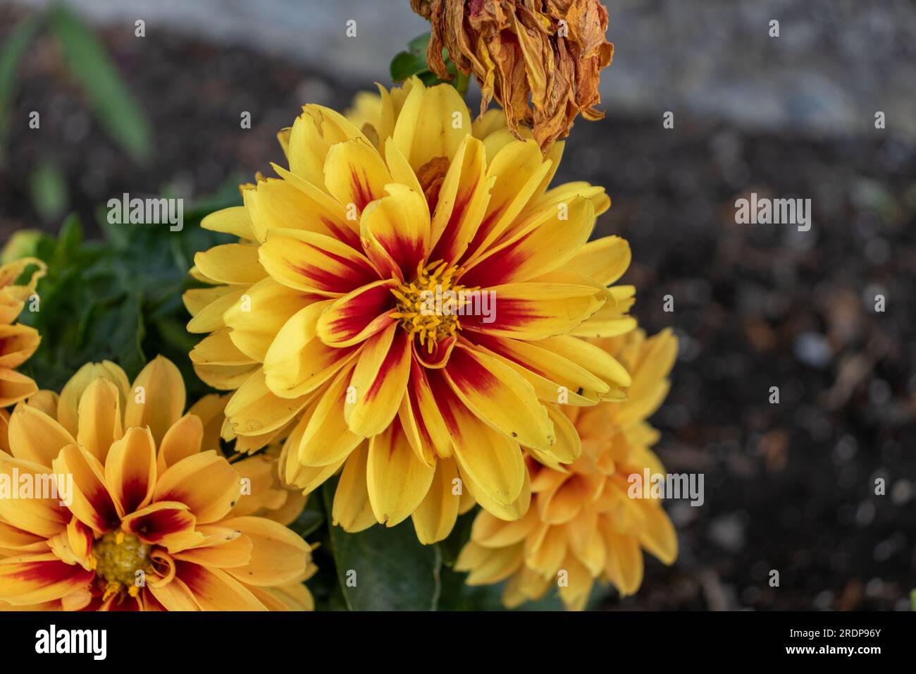 Four vibrant dahlias - orange, yellow and red - bloom in a garden bed with green foliage and a dried flower Stock Photo