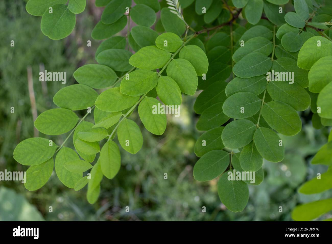 Close-up image of a branch of a tree with green leaves arranged in an alternate pattern - blurred background consisting of green foliage taken during Stock Photo