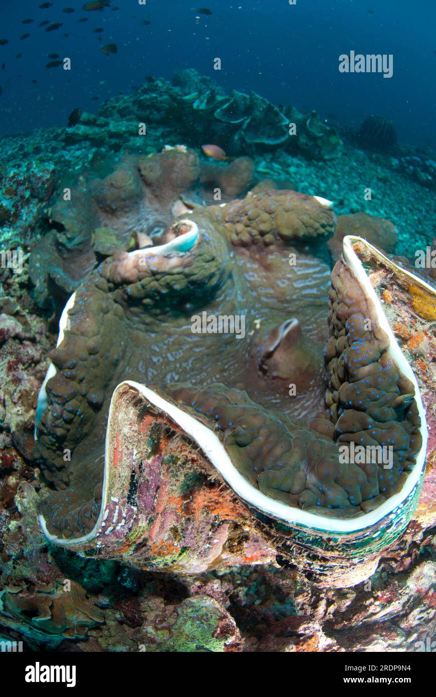 Group of Fluted Giant Clams, Tridacna squamosa, Fukui dive site, Manado, Sulawesi, Indonesia Stock Photo