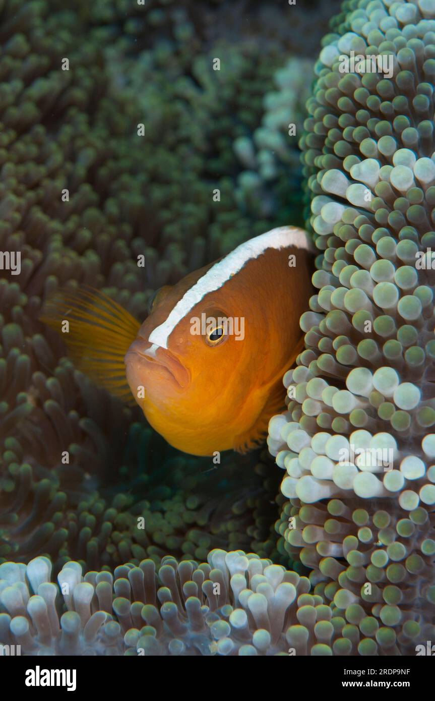 Orange Anemonefish, Amphiprion sandaracinos, in Giant Carpet Sea Anemone, Stichodactyla gigantea, Fukui dive site, Manado, Sulawesi, Indonesia Stock Photo