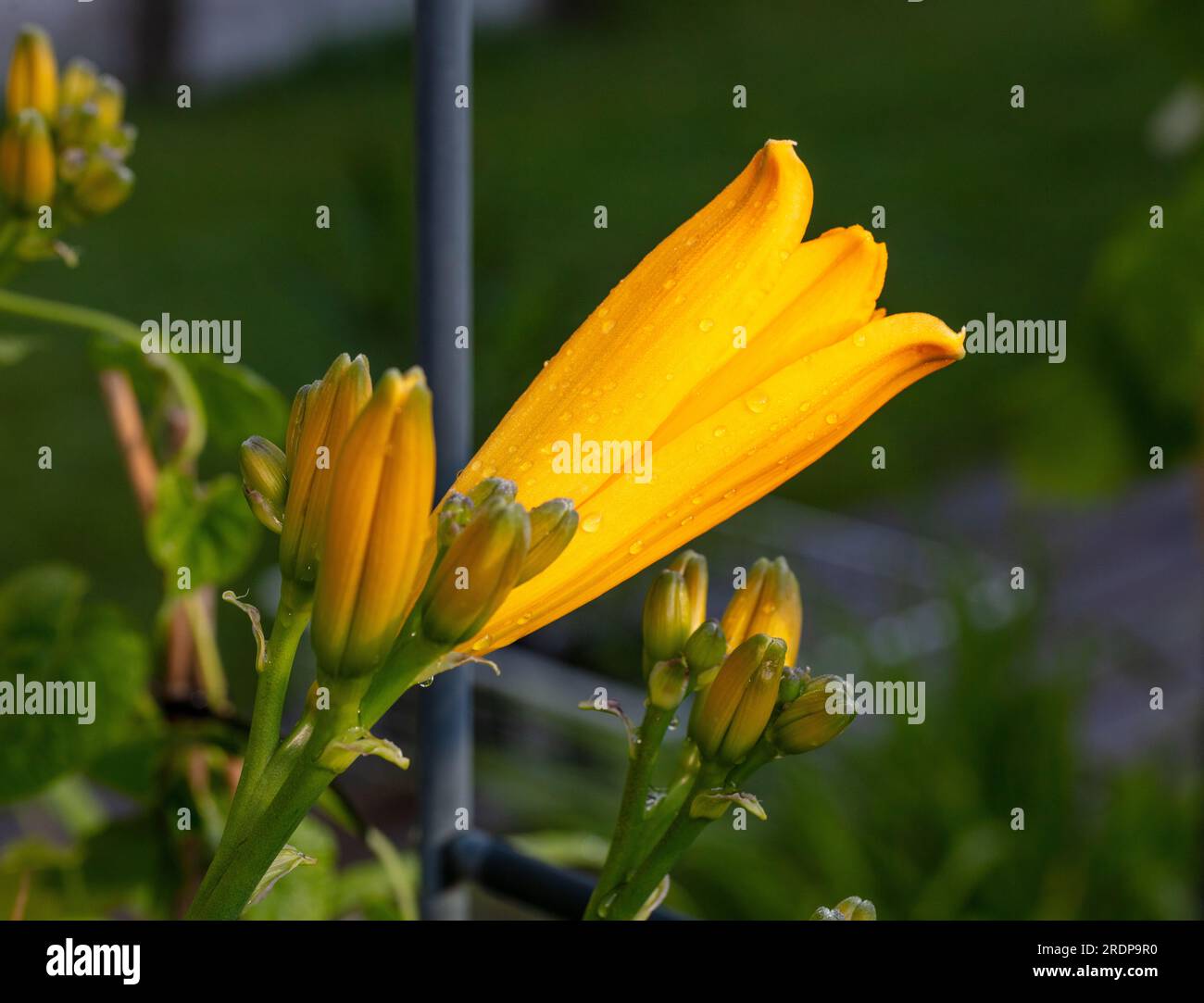 Chicago Sunrise Daylily Daglilja Hemerocallis Stock Photo Alamy chicago sunrise daylily daglilja hemerocallis stock photo alamy