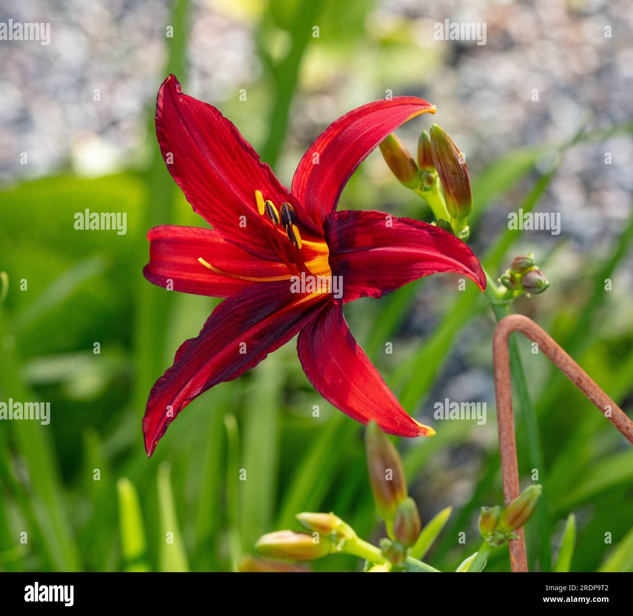 ‘Crimson Pirate’ Daylily, Daglilja (Hemerocallis Stock Photo - Alamy