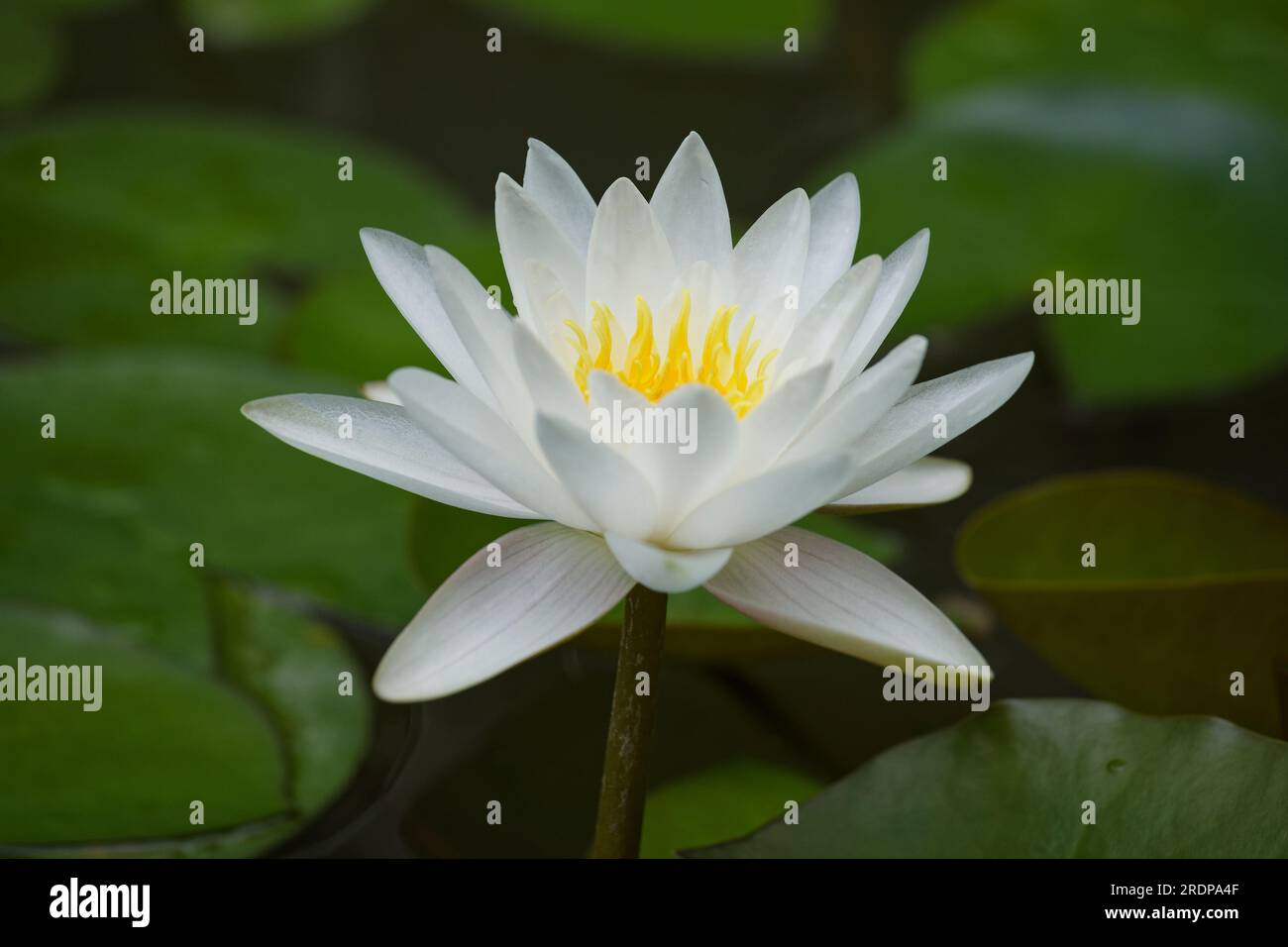 White water lily (Nymphaea alba) surrounded by leaves in the water of a pond. Stock Photo
