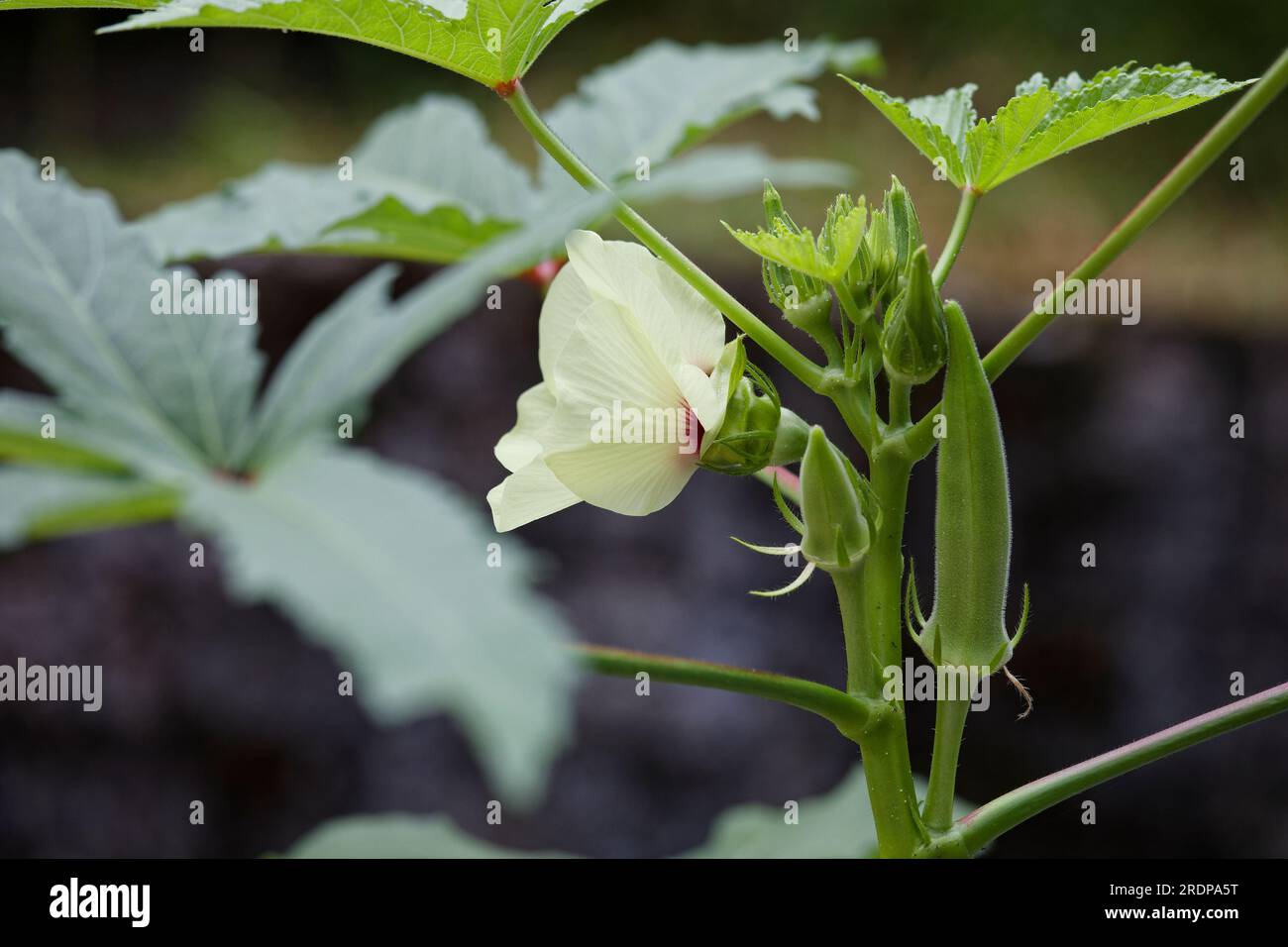 Flowering okra plant with mature vegetable Stock Photo Alamy