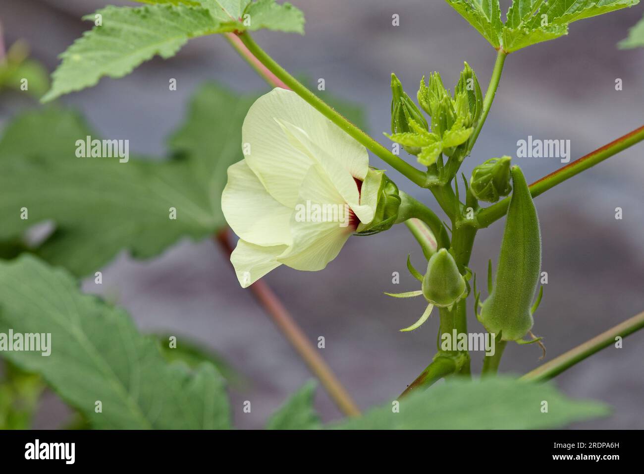 Flowering okra plant with mature vegetable Stock Photo Alamy
