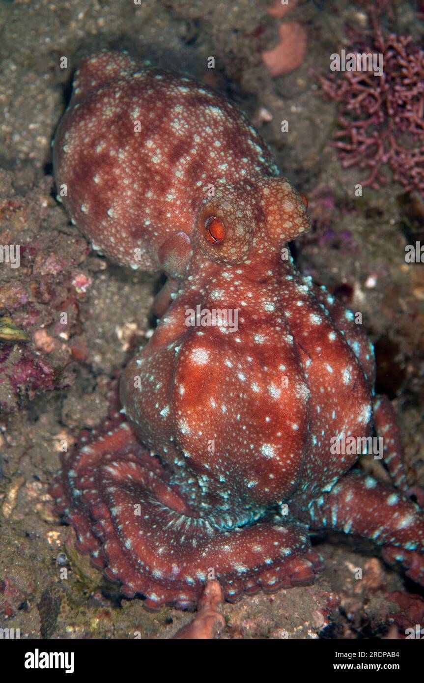 Starry Night Octopus, Callistoctopus luteus, night dive, Minahasa Lagoon House Reef, Manado, Sulawesi, Indonesia Stock Photo