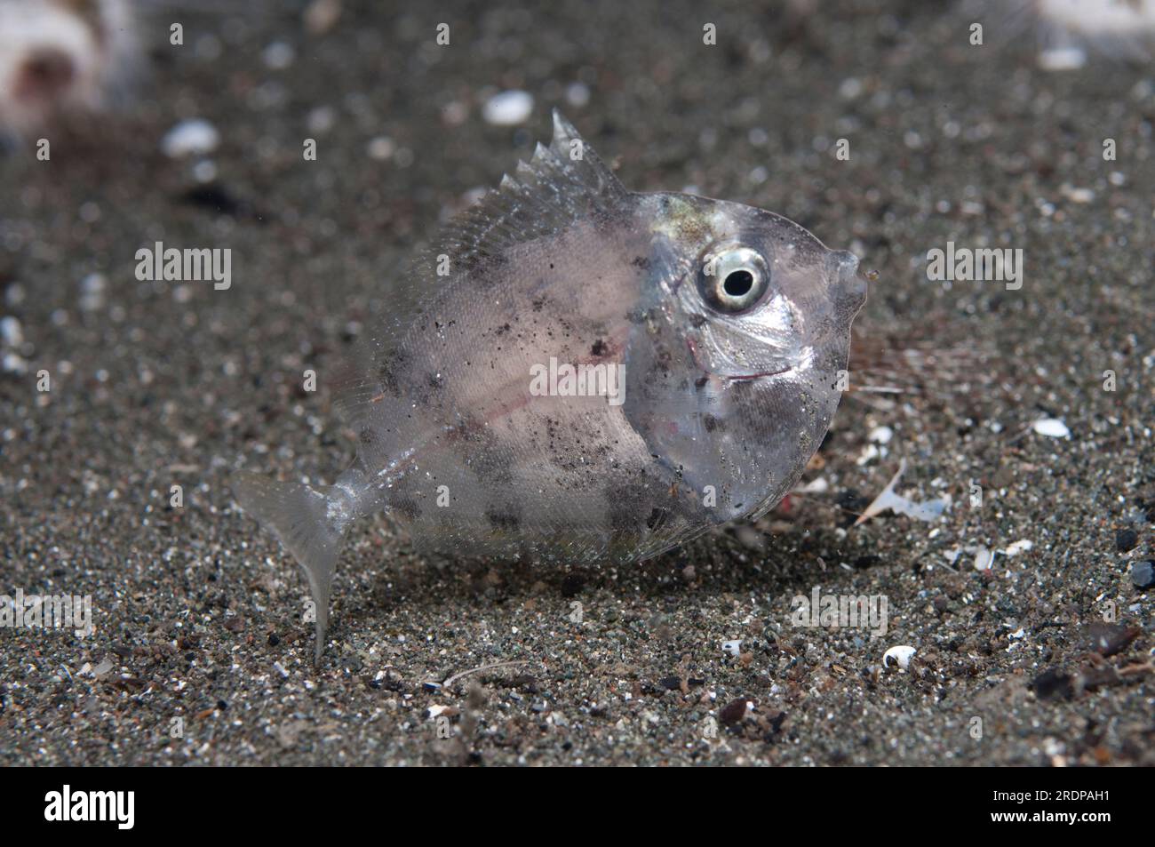 Juvenile Surgeonfish on sand, night dive, Bethlehem dive site, Bunaken, Manado, Sulawesi, Indonesia Stock Photo
