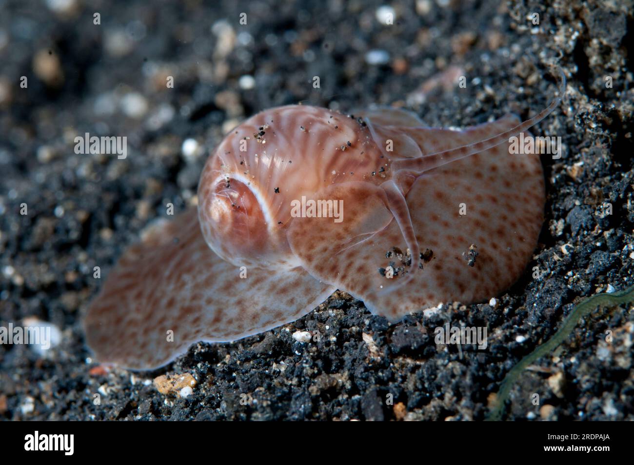 Moon Shell, Natica sp, Retak Larry dive site, Lembeh Straits, Sulawesi, Indonesia Stock Photo