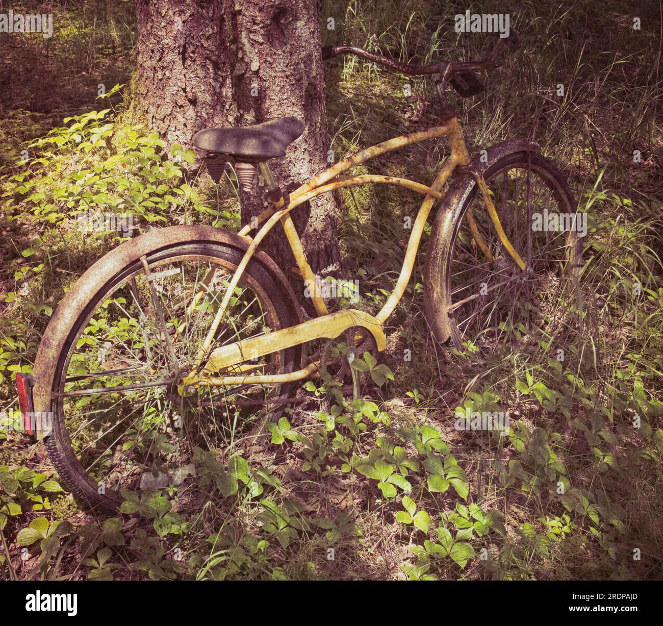 Rusty old antique bike abandoned in the woods near a tree. Stock Photo
