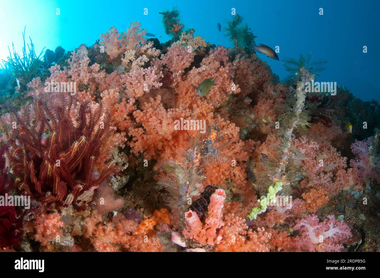 Wall with Divaricate Tree Coral, Spongodes sp, with sun in background, Angel's Window dive site, Lembeh Straits, Sulawesi, Indonesia Stock Photo