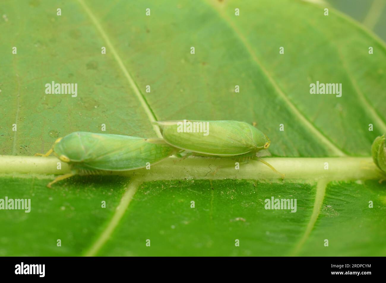 Green leafhoppers mating on leaf. Stock Photo
