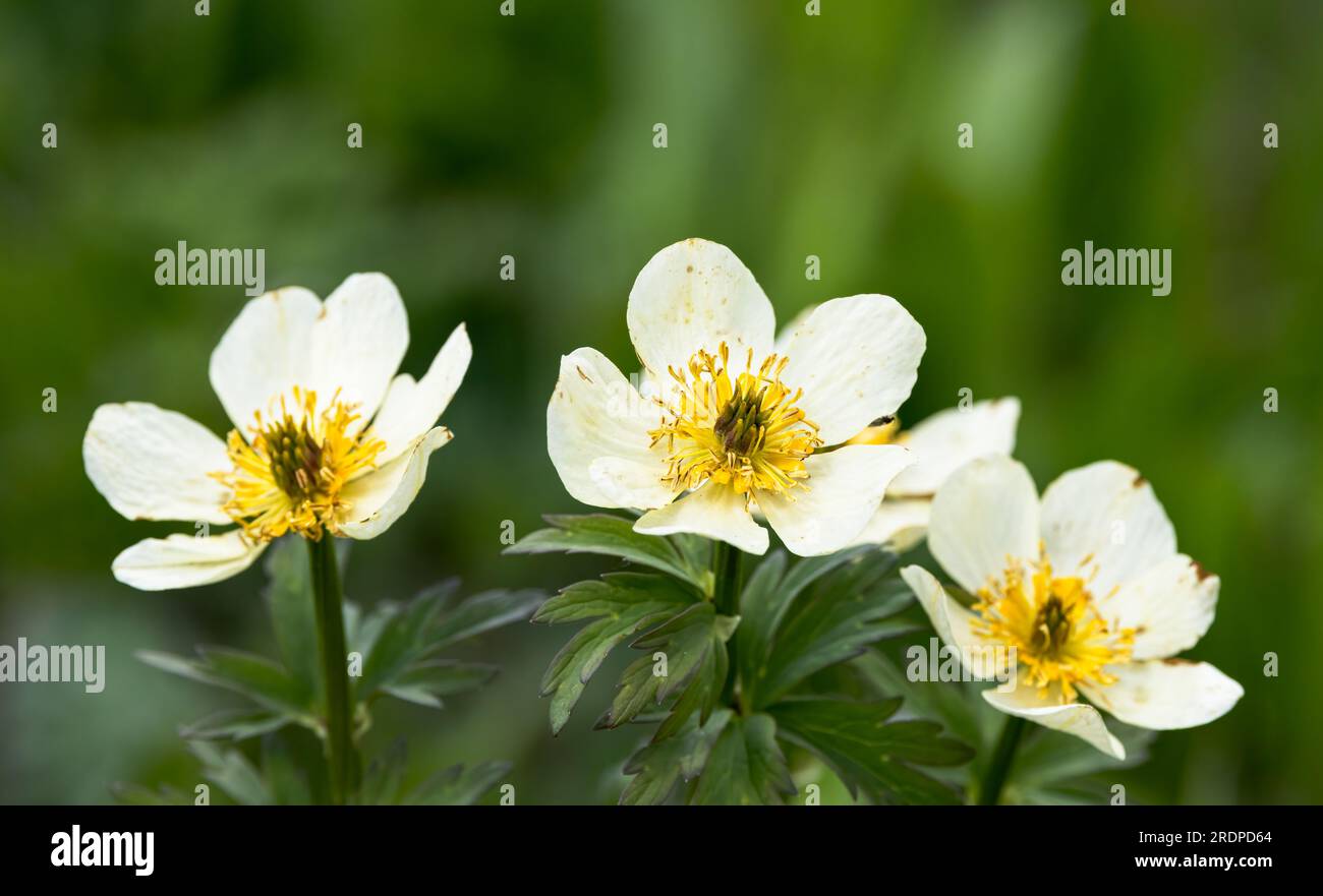 Three American Globeflowers stand in a forest meadow. Stock Photo