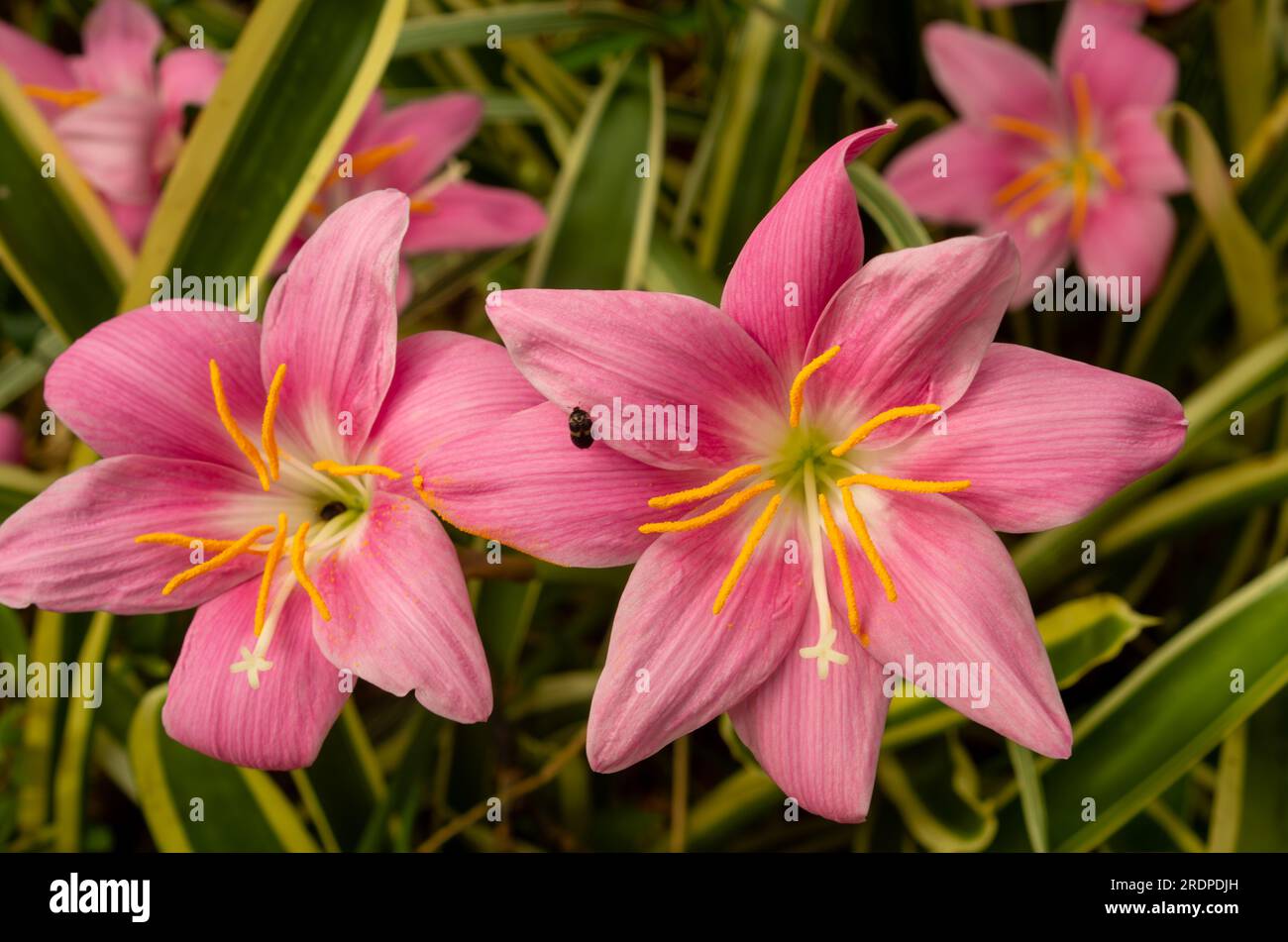 Storm Lilly, Zephyranthes minuta, pink flower, cultivated, Malanda, Australia. Stock Photo