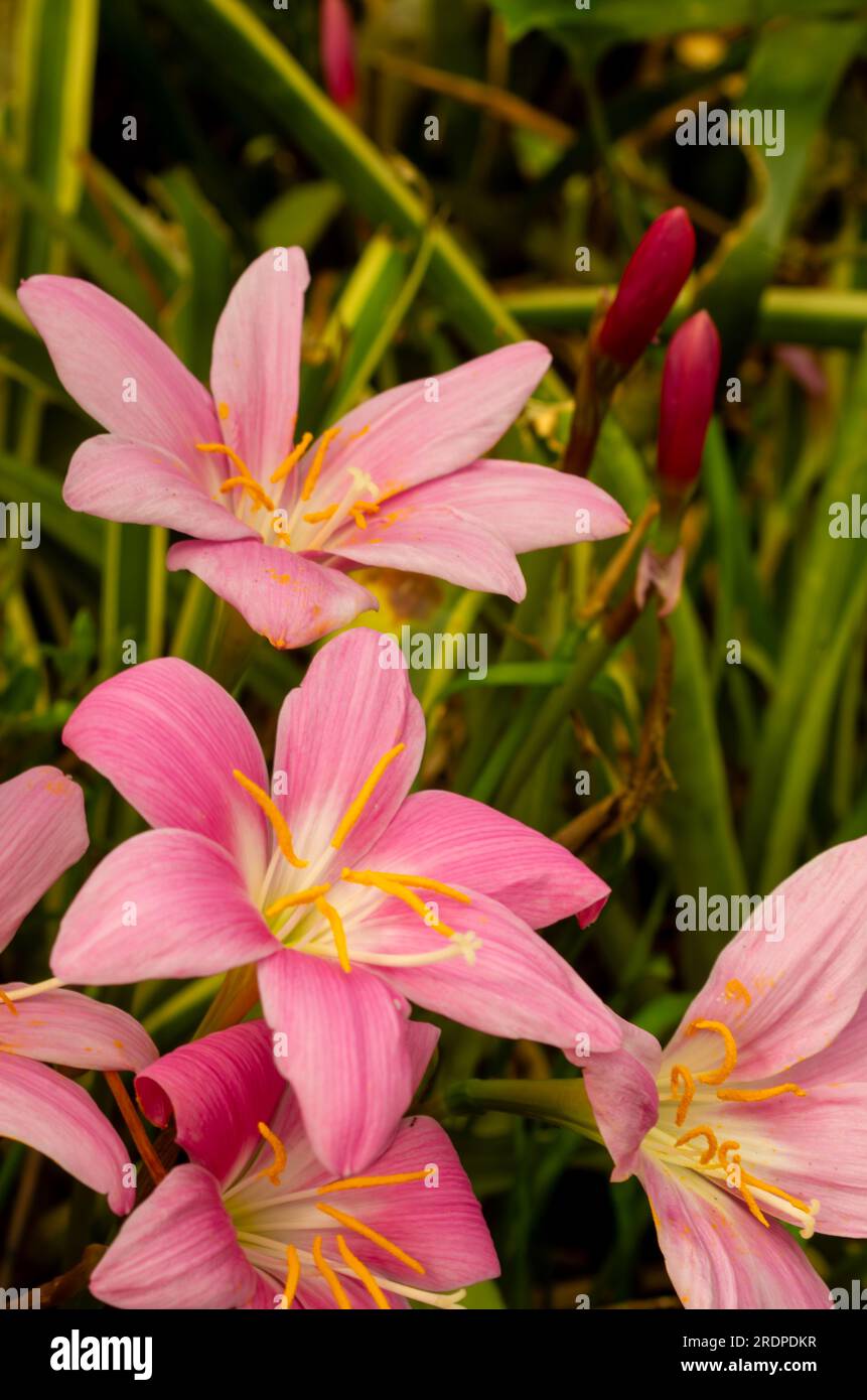 Storm Lilly, Zephyranthes minuta, pink flower, cultivated, Malanda, Australia. Stock Photo