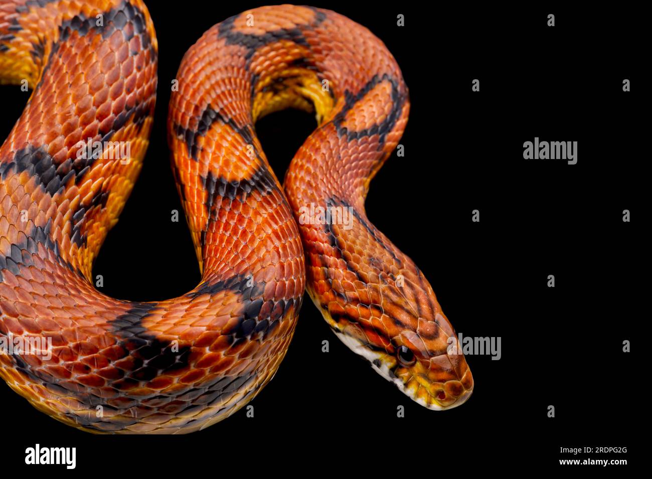 Corn snake (Pantherophis guttatus) Stock Photo
