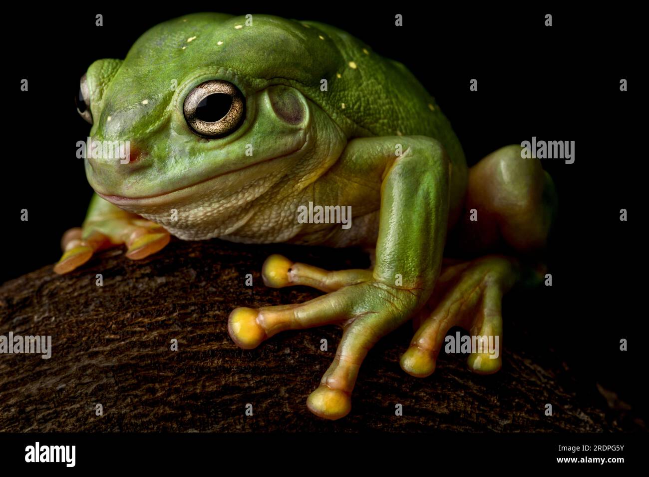 Magnificent tree frog (Litoria splendida) Stock Photo