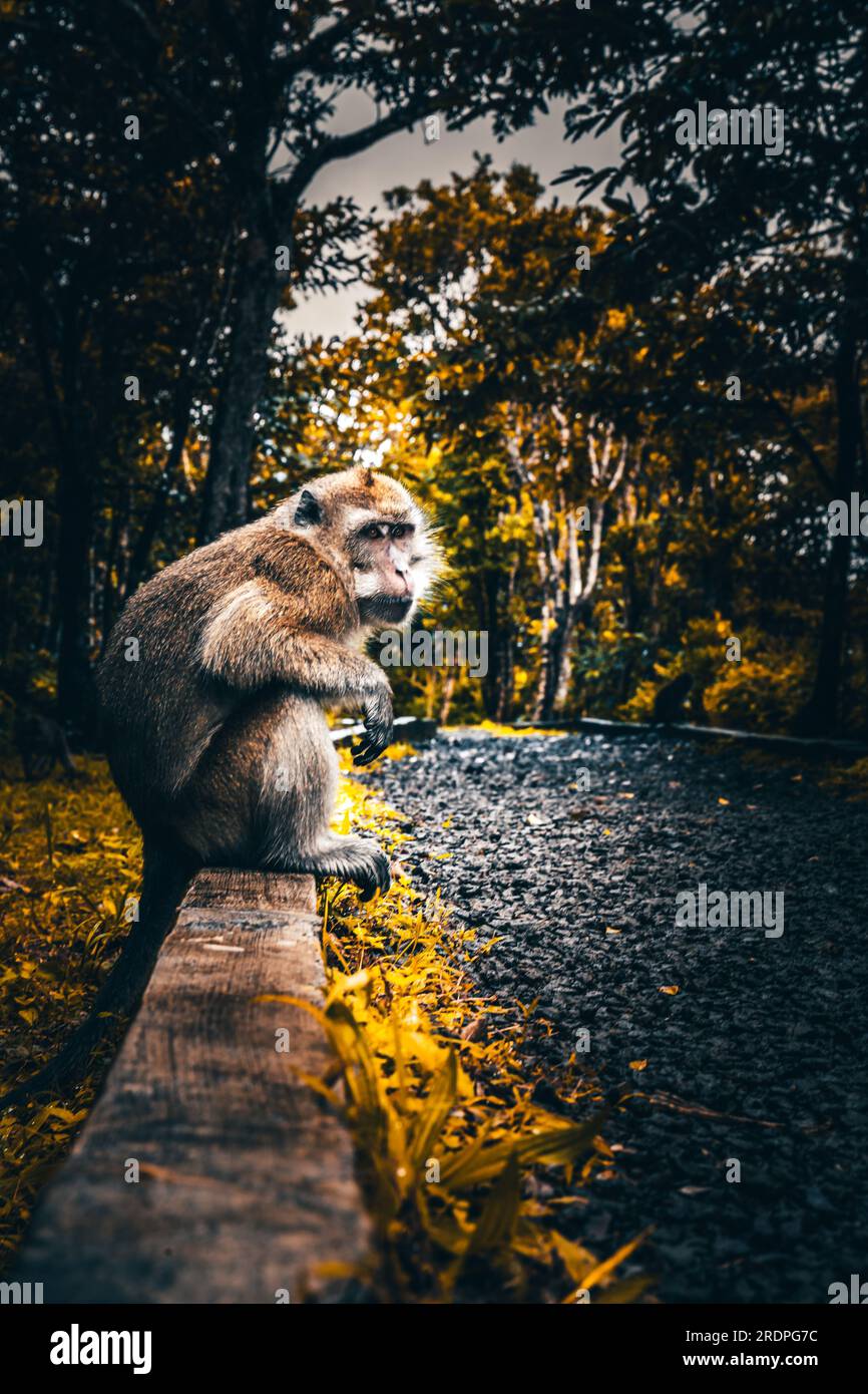 Monkey on Bali who eats bananas on a path. Ubud monkey forest on a path with live mini bananas Stock Photo