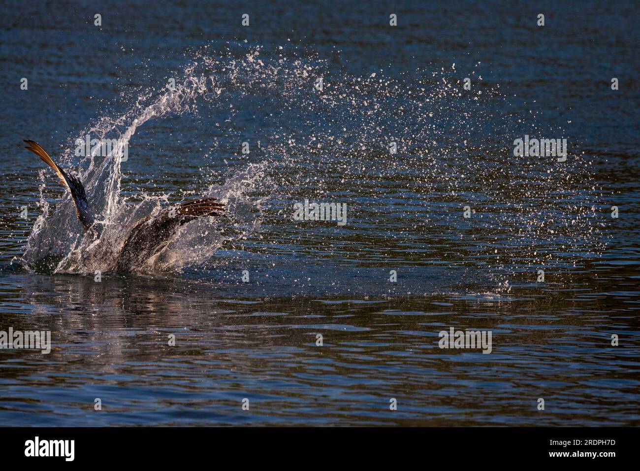 A brown pelican, Pelecanus occidentalis, diving for fish at the coast of Coiba Island, Pacific coast, Republic of Panama, Central America Stock Photo
