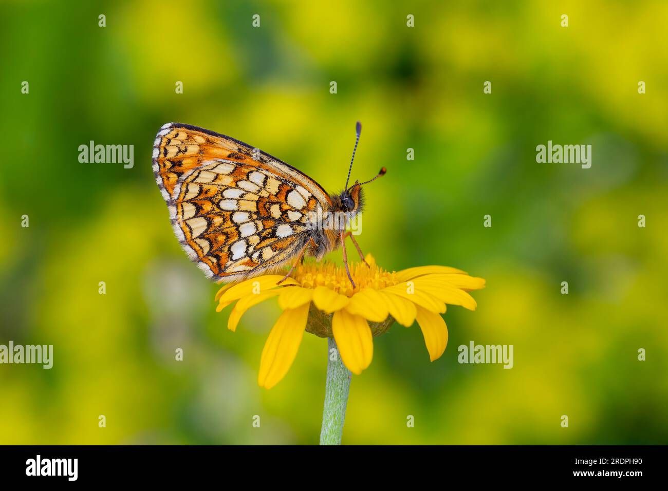 orange butterfly on yellow flower, False-heath Fritillary, Melitaea irka Stock Photo
